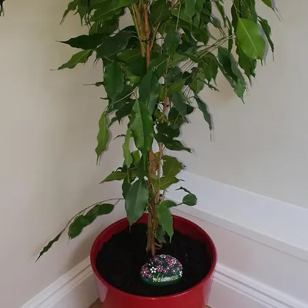 Beechwood Blarney